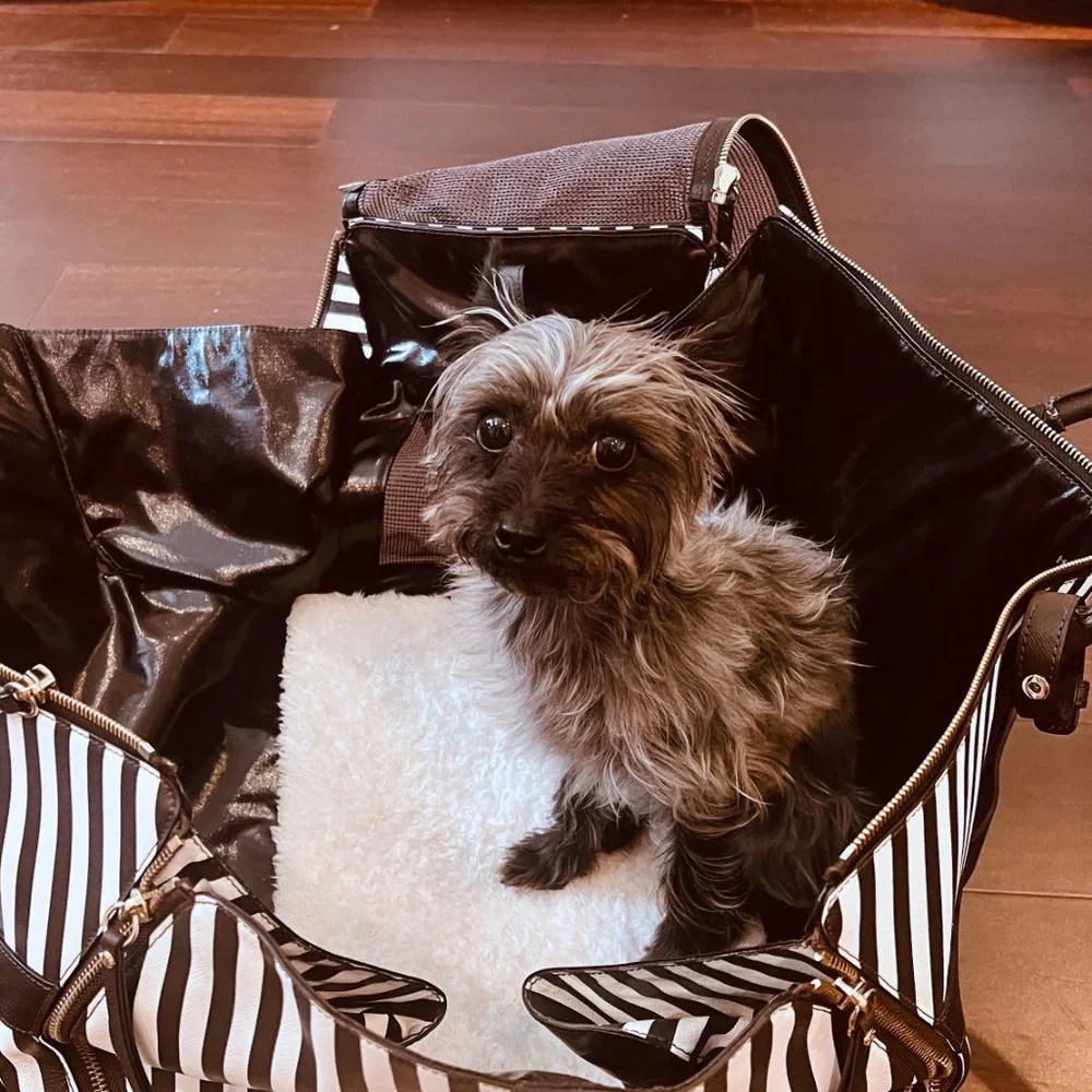 Henri Bendel Brown Stripe Pet Carrier Leather - Limited Edition